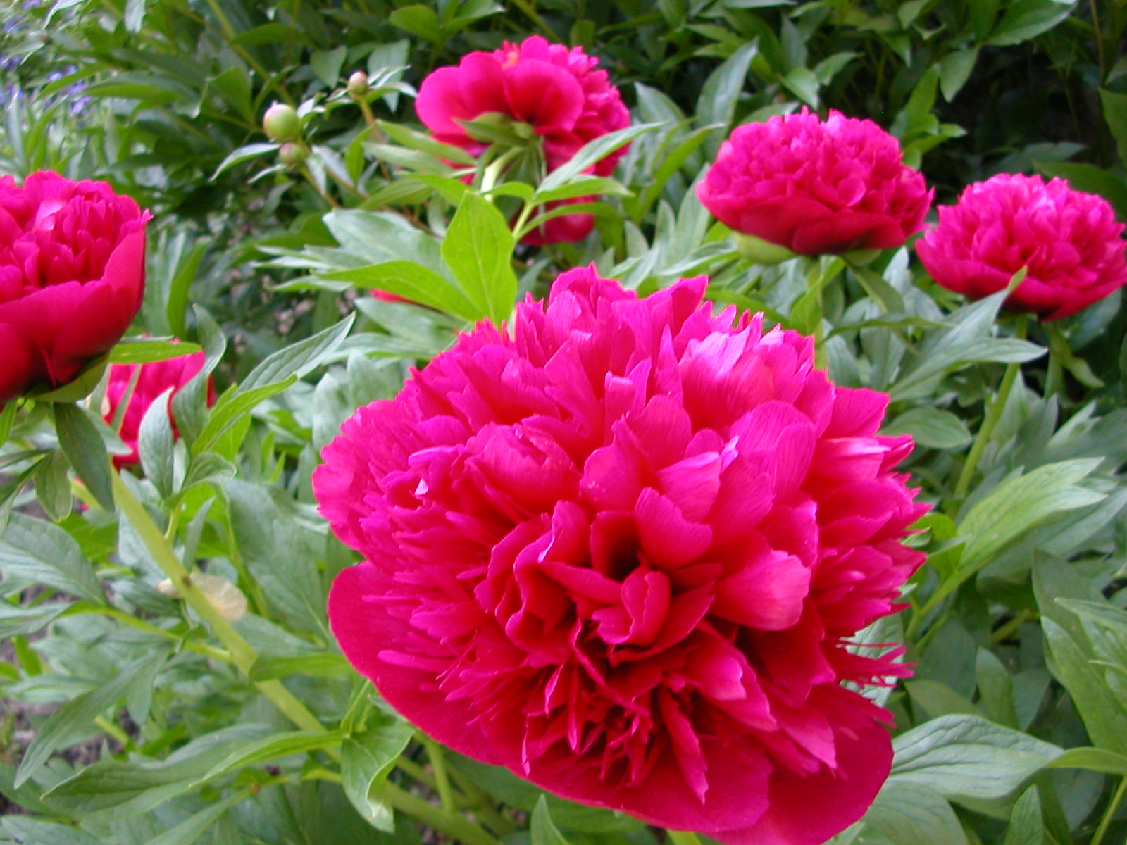 peonies-May-2008-N-Main